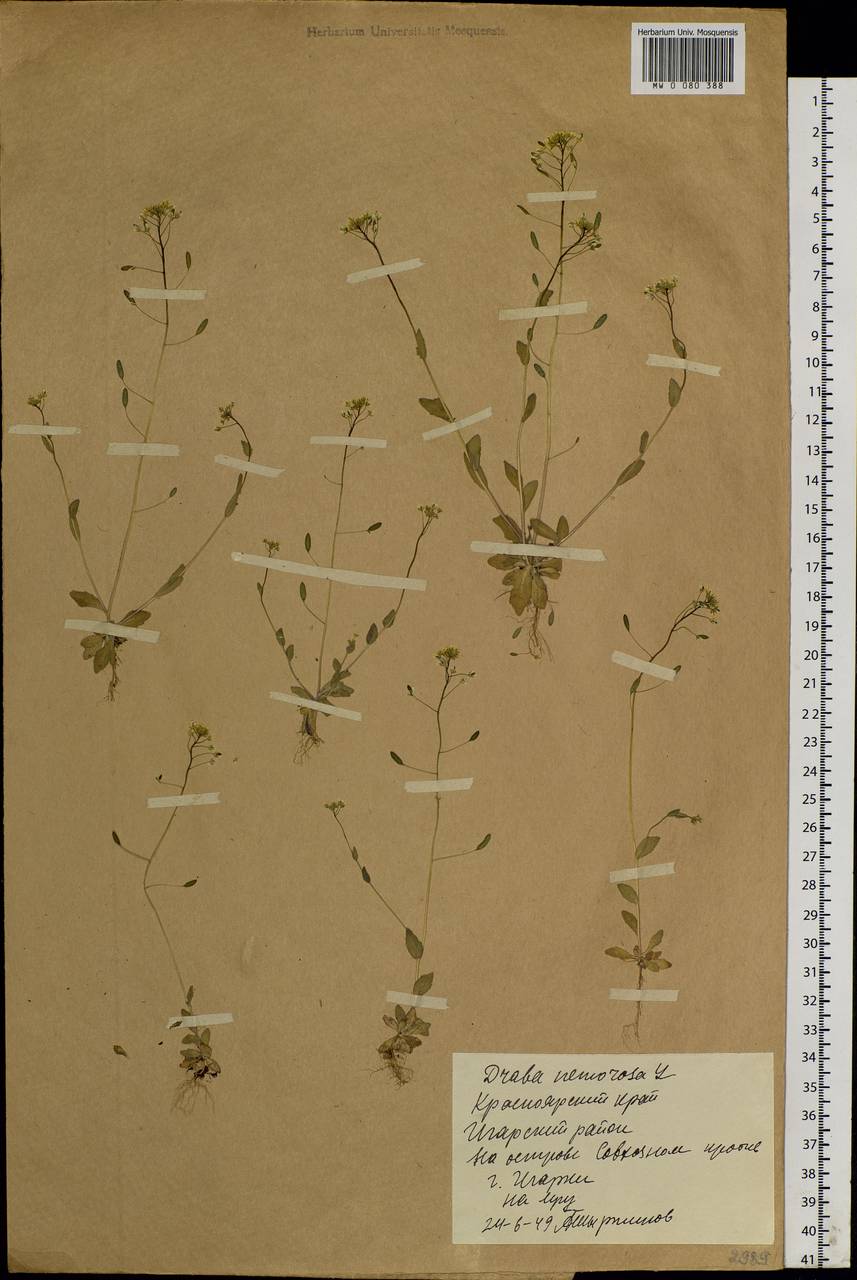 Draba nemorosa L., Siberia, Central Siberia (S3) (Russia)