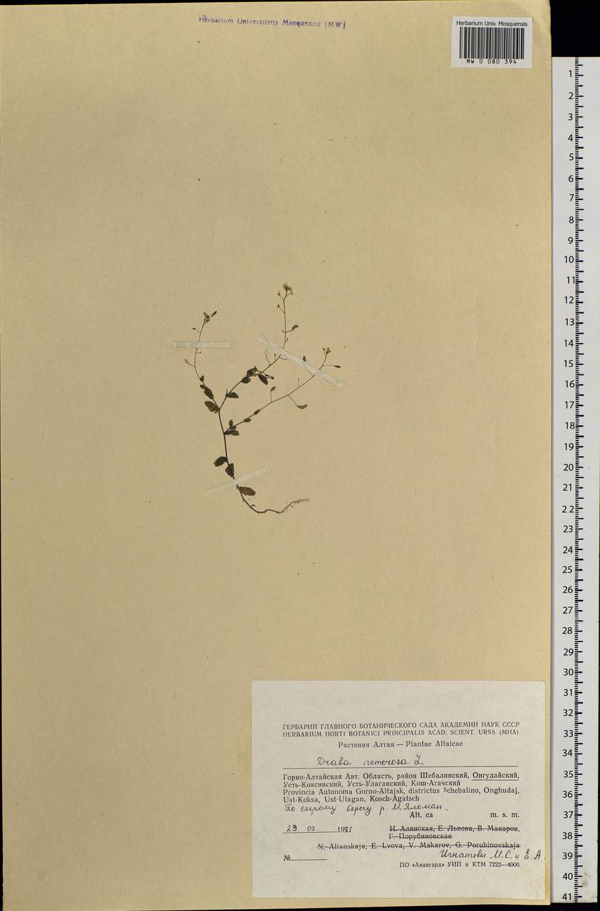 Draba nemorosa L., Siberia, Altai & Sayany Mountains (S2) (Russia)