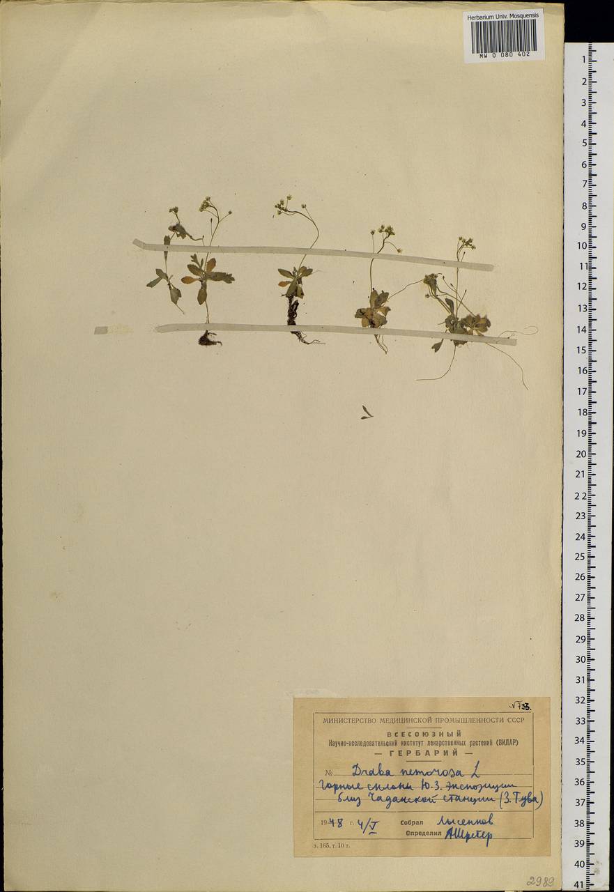 Draba nemorosa L., Siberia, Altai & Sayany Mountains (S2) (Russia)