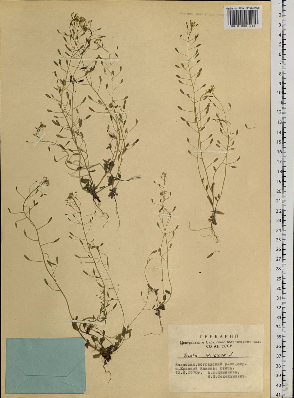 Draba nemorosa L., Siberia, Altai & Sayany Mountains (S2) (Russia)