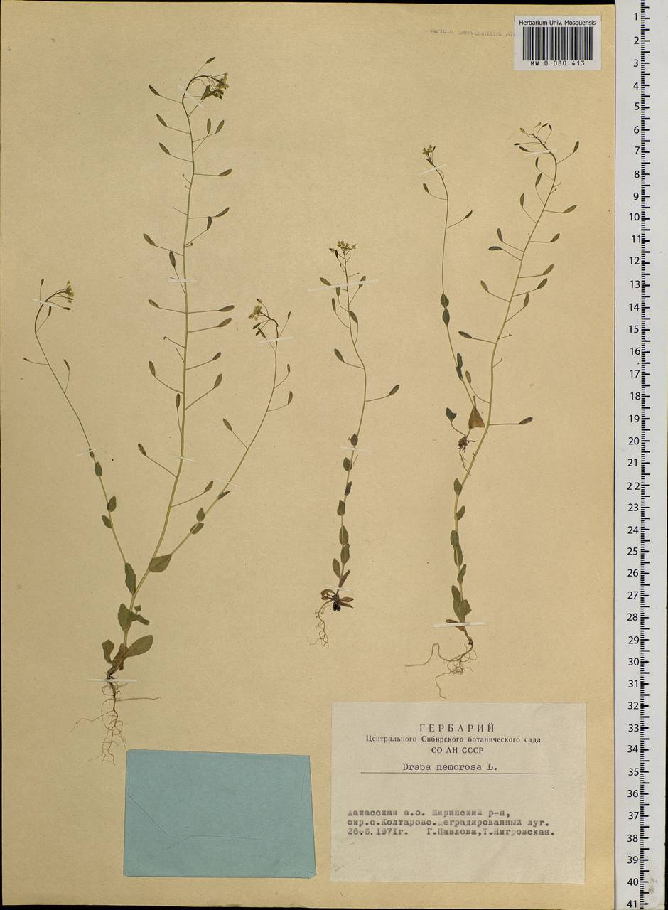 Draba nemorosa L., Siberia, Altai & Sayany Mountains (S2) (Russia)