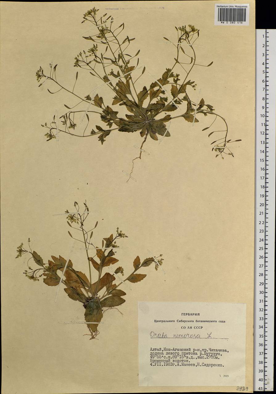 Draba nemorosa L., Siberia, Altai & Sayany Mountains (S2) (Russia)