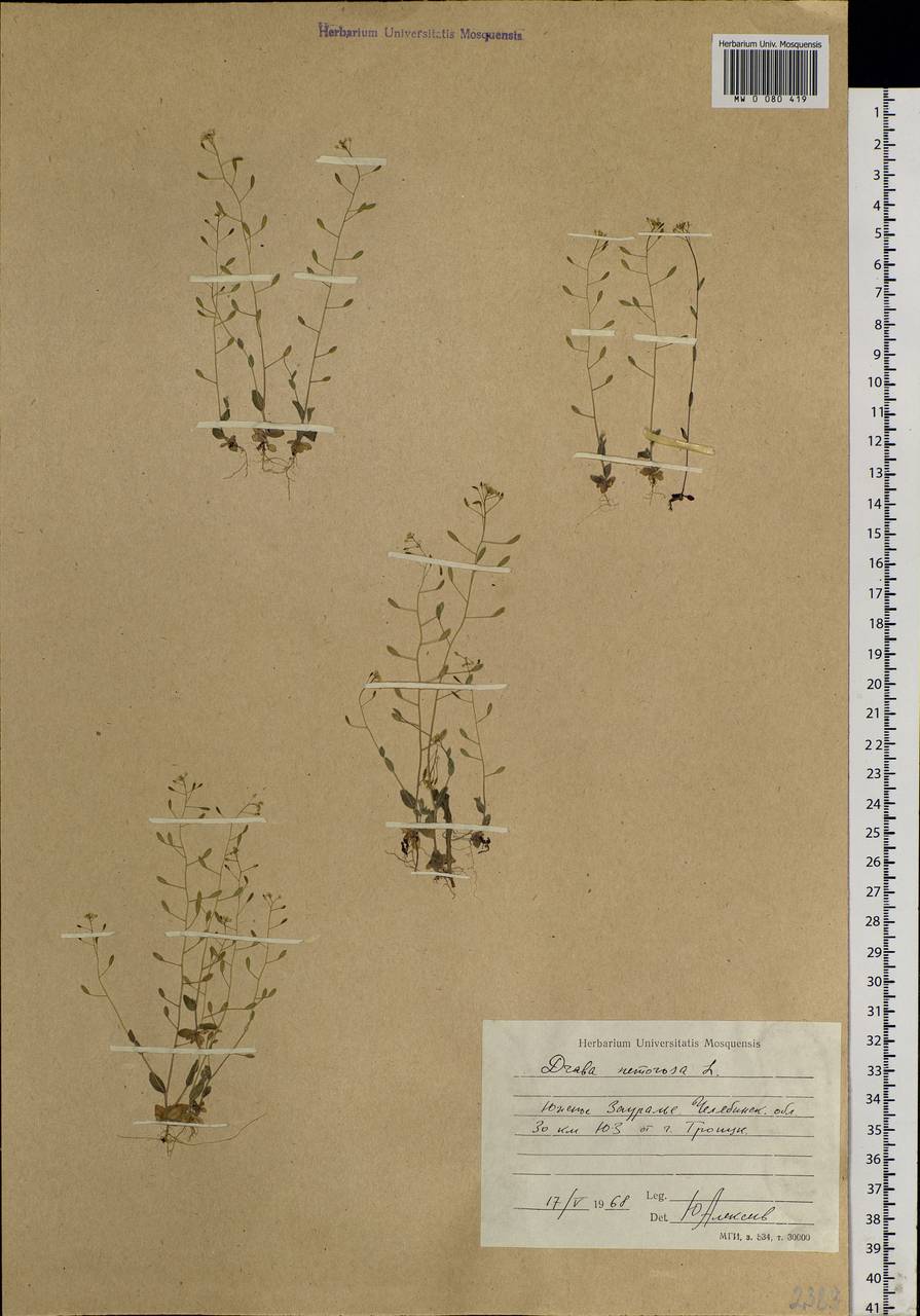 Draba nemorosa L., Eastern Europe, Eastern region (E10) (Russia)