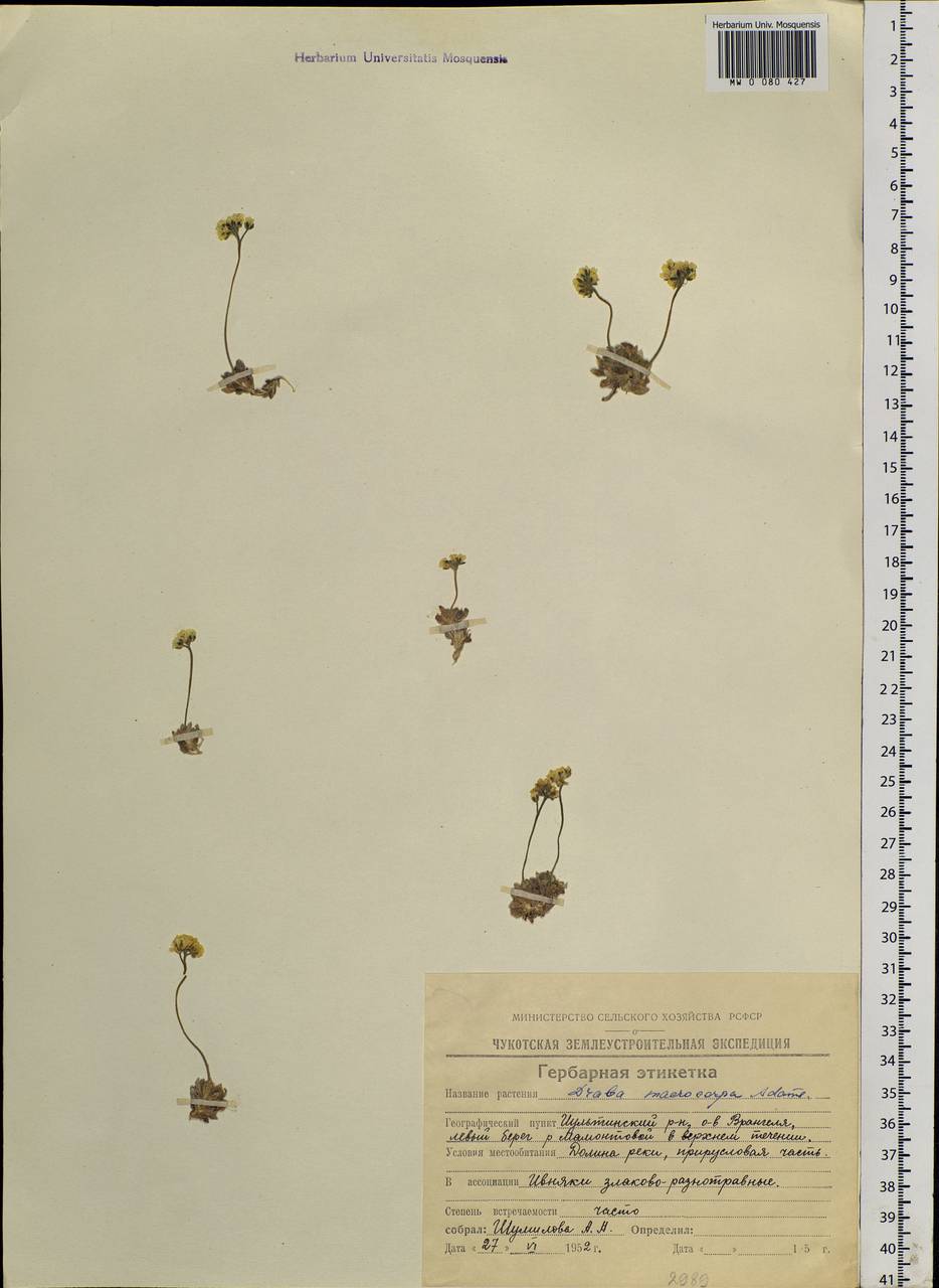 Draba macrocarpa Adams, Siberia, Chukotka & Kamchatka (S7) (Russia)