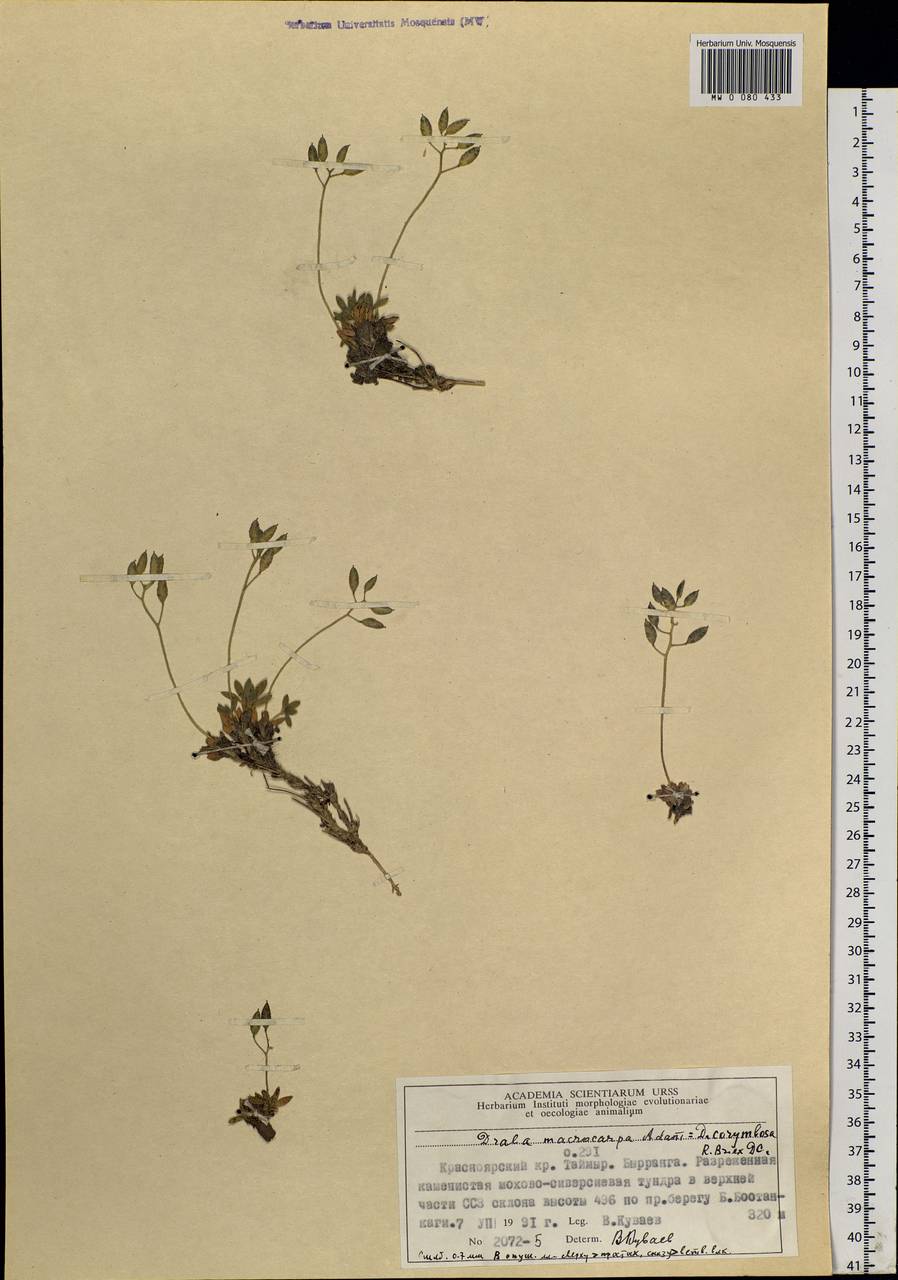 Draba corymbosa R. Br. ex DC., Siberia, Central Siberia (S3) (Russia)