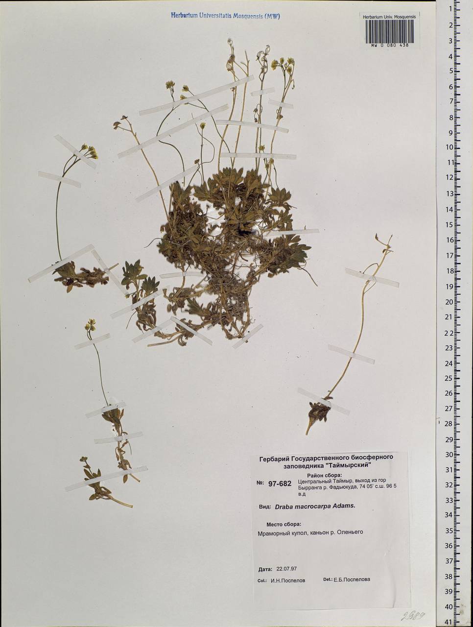 Draba corymbosa R.Br. ex DC., Siberia, Central Siberia (S3) (Russia)