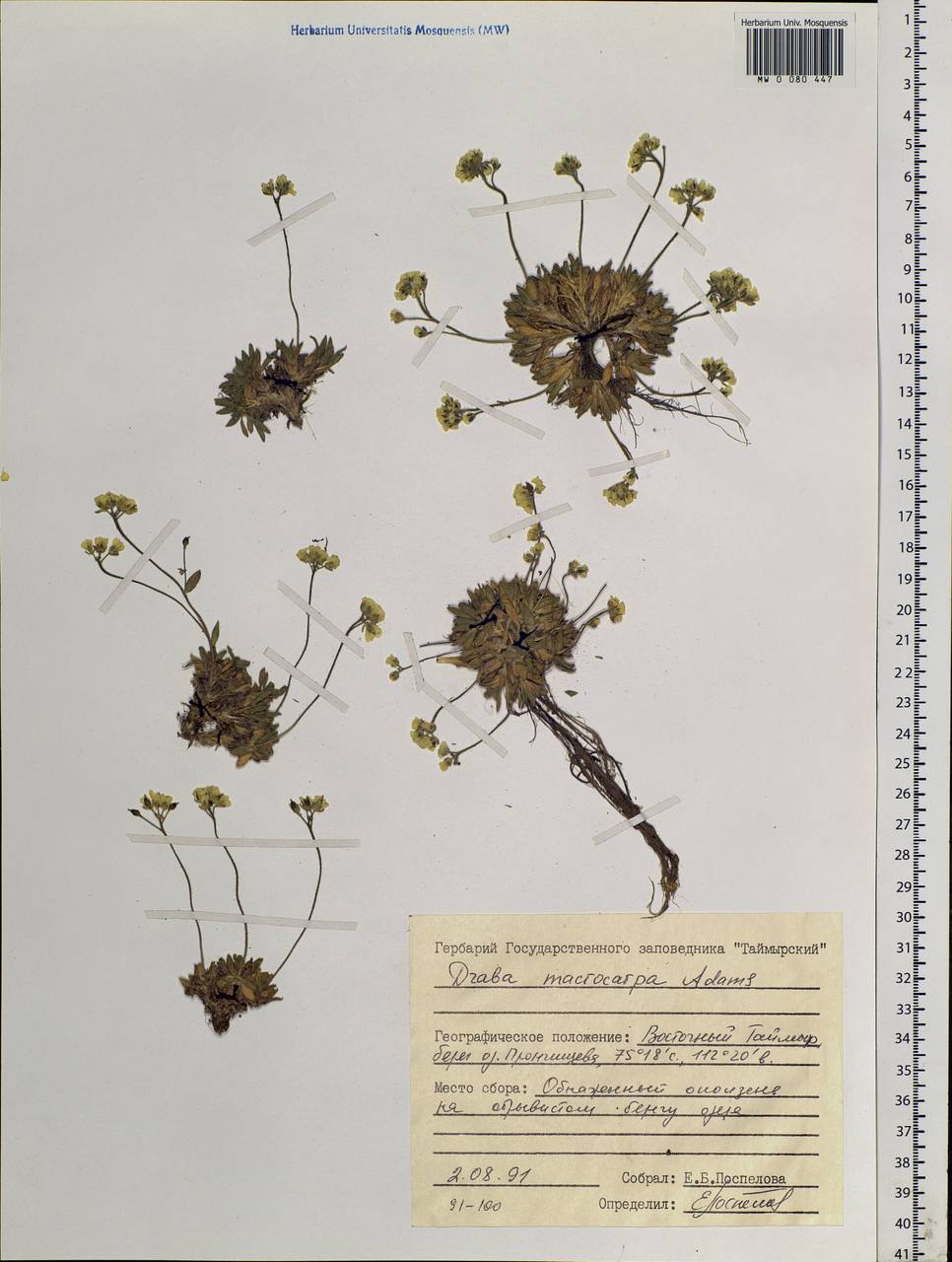 Draba corymbosa R. Br. ex DC., Siberia, Central Siberia (S3) (Russia)