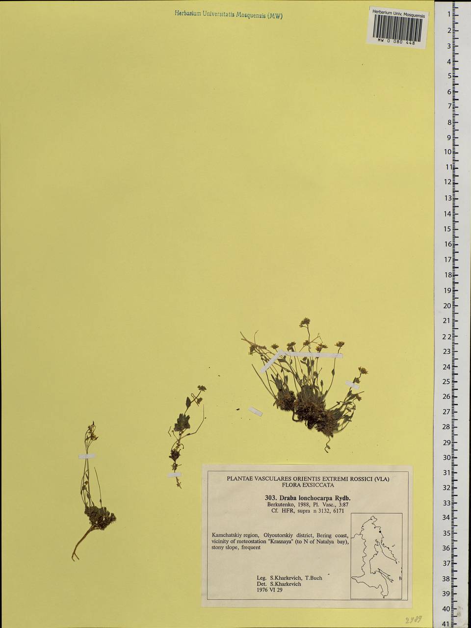 Draba lonchocarpa Rydb., Siberia, Chukotka & Kamchatka (S7) (Russia)