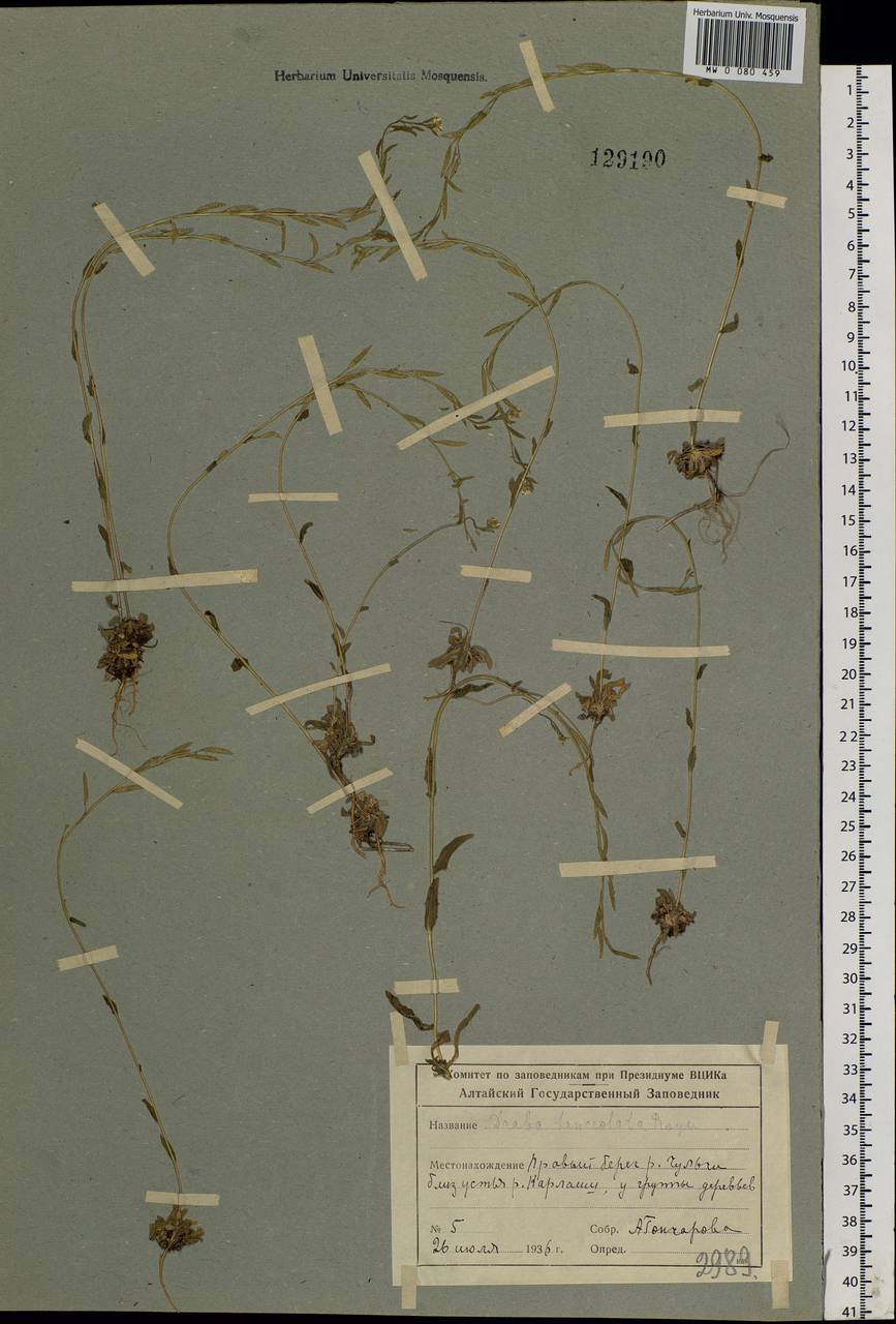 Draba cana Rydb., Siberia, Altai & Sayany Mountains (S2) (Russia)