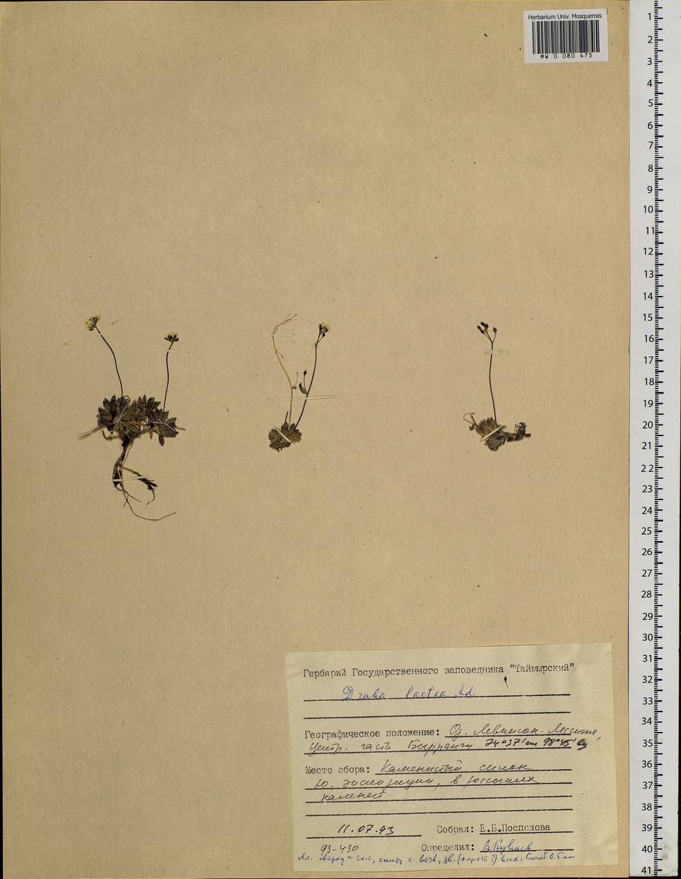 Draba lactea Adams, Siberia, Central Siberia (S3) (Russia)