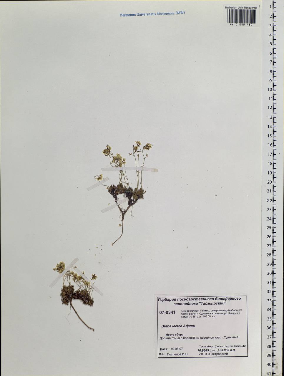 Draba lactea Adams, Siberia, Central Siberia (S3) (Russia)