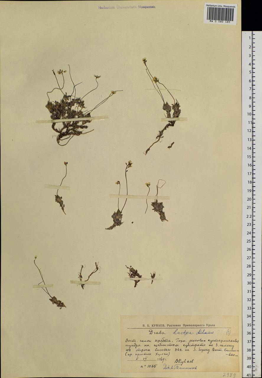 Draba lactea Adams, Siberia, Western Siberia (S1) (Russia)