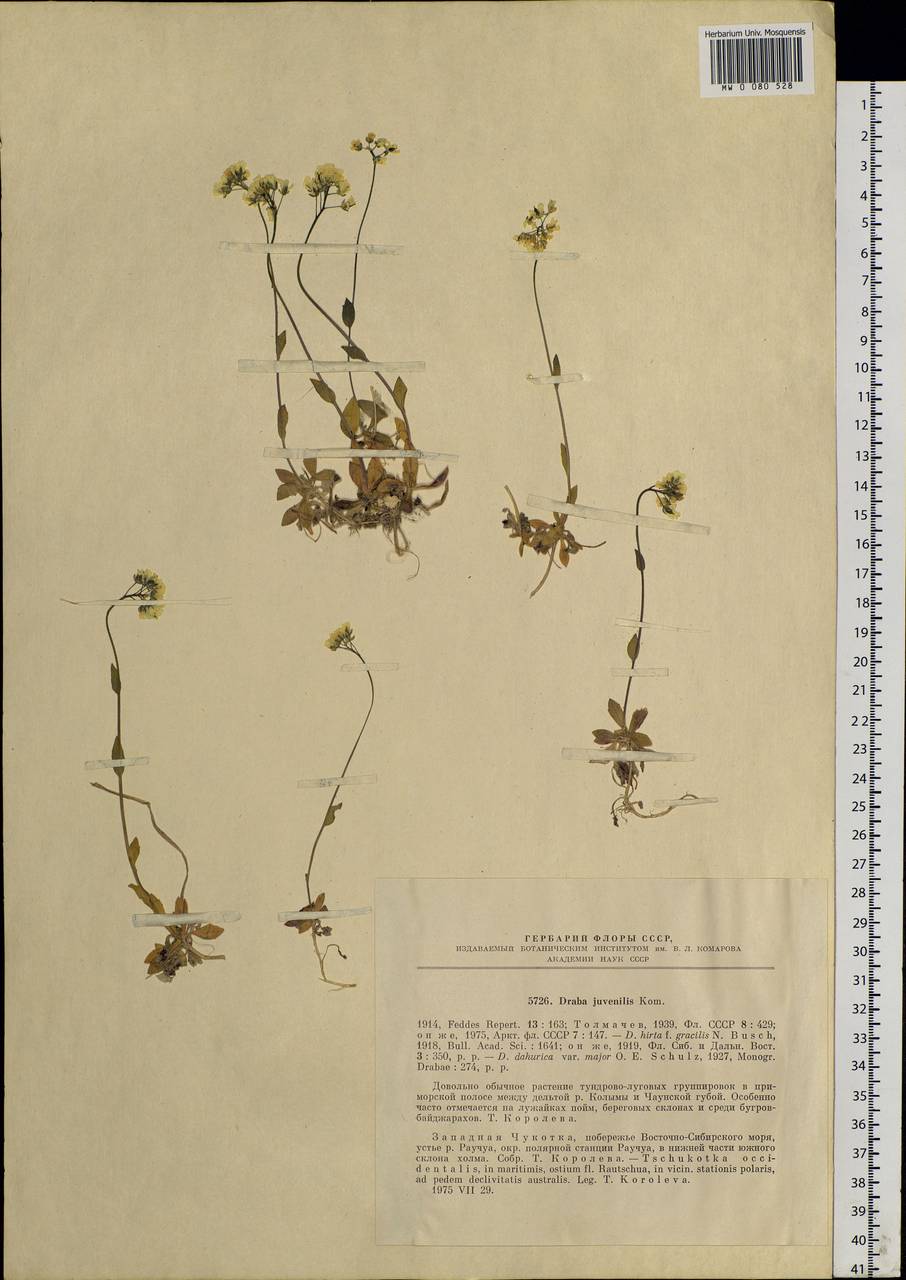 Draba juvenilis Kom., Siberia, Chukotka & Kamchatka (S7) (Russia)