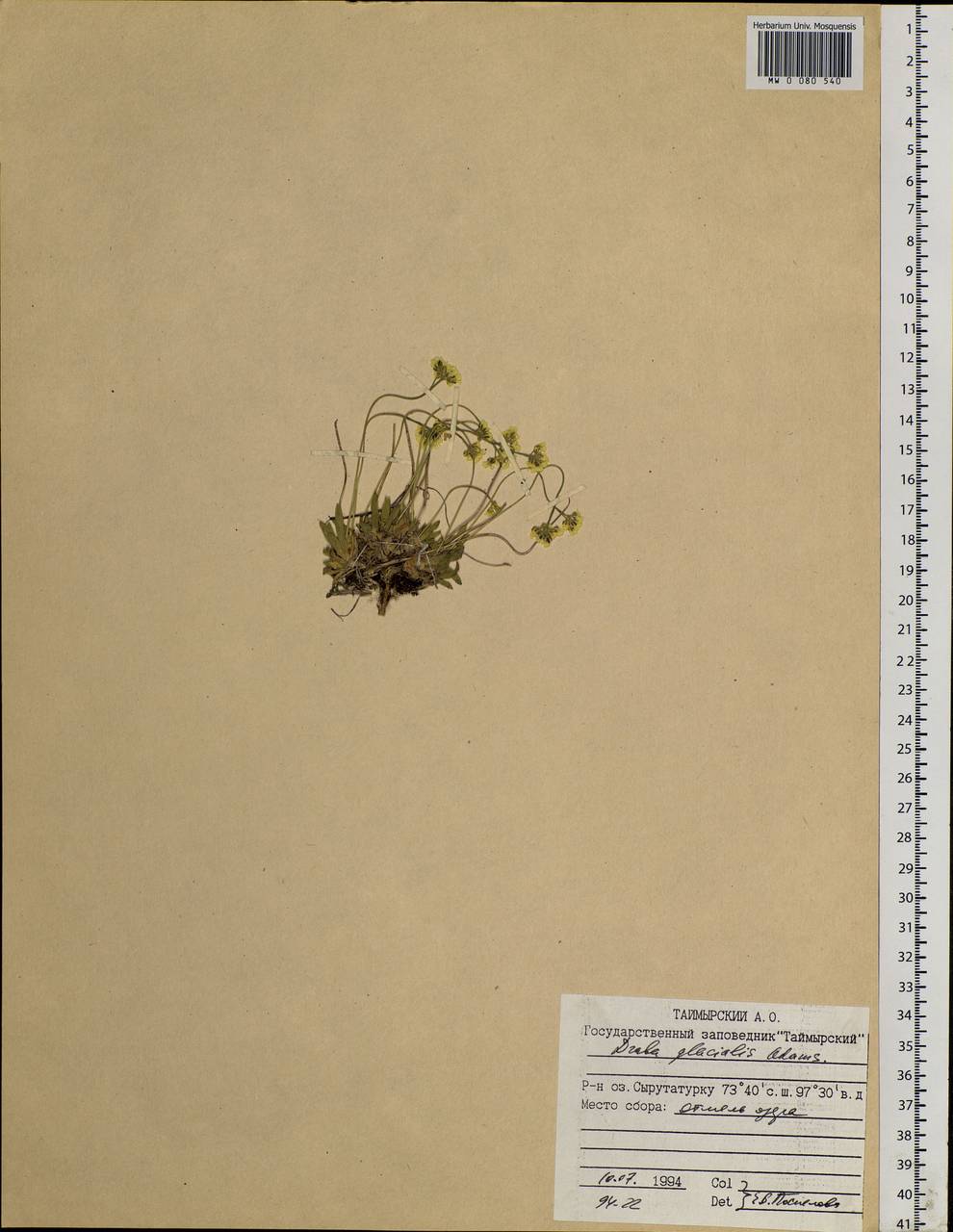 Draba glacialis Adams, Siberia, Central Siberia (S3) (Russia)