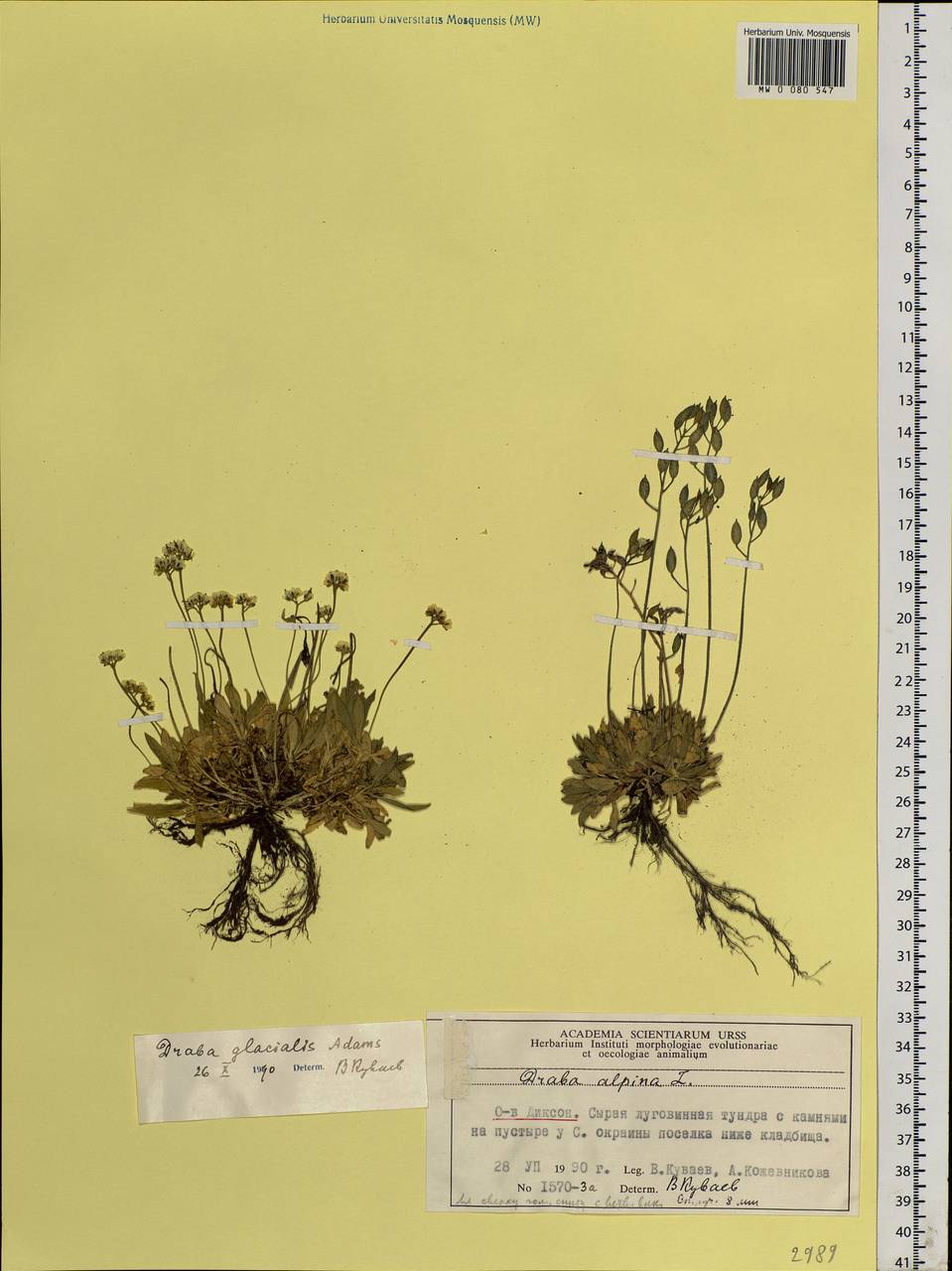 Draba glacialis Adams, Siberia, Central Siberia (S3) (Russia)