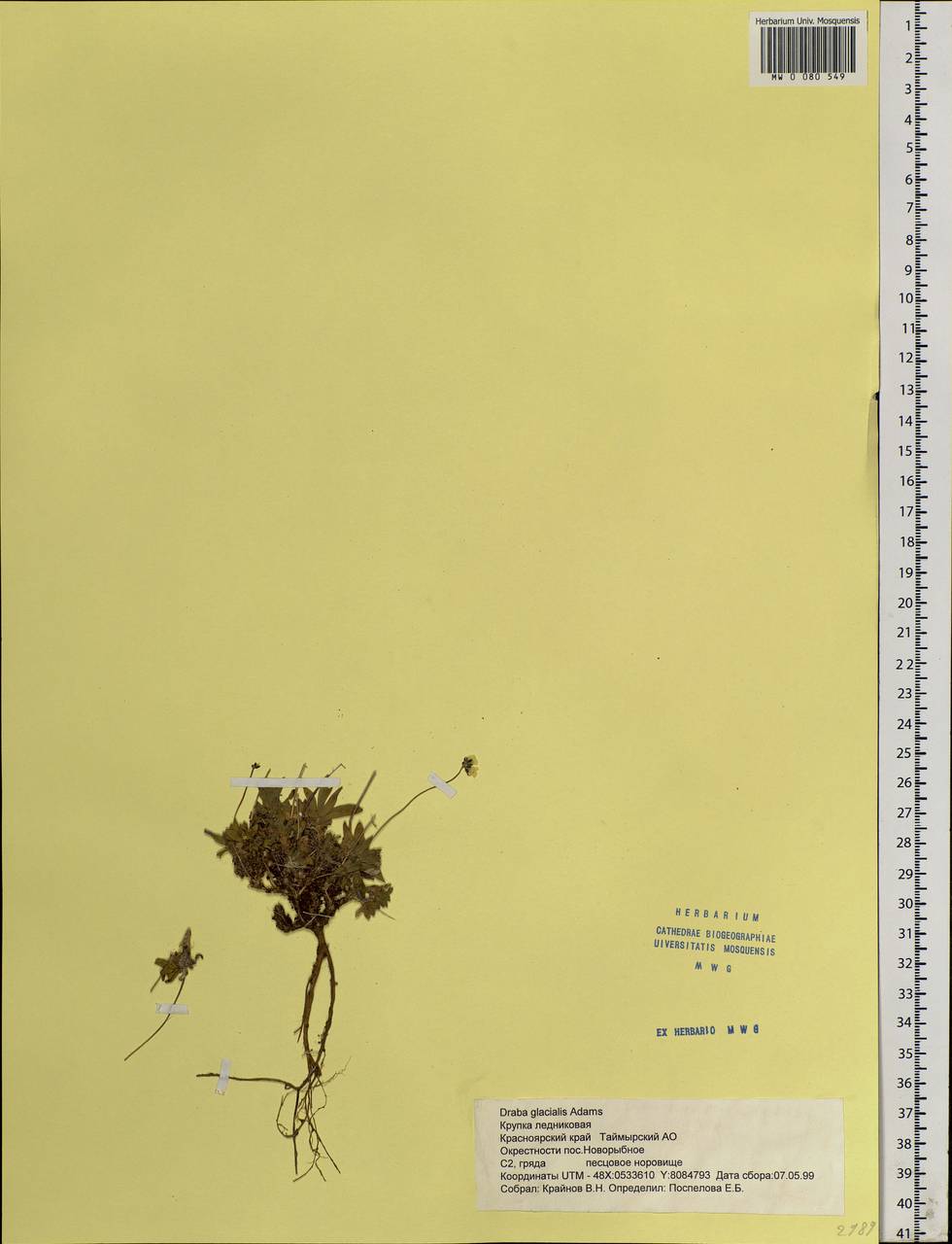 Draba glacialis Adams, Siberia, Central Siberia (S3) (Russia)