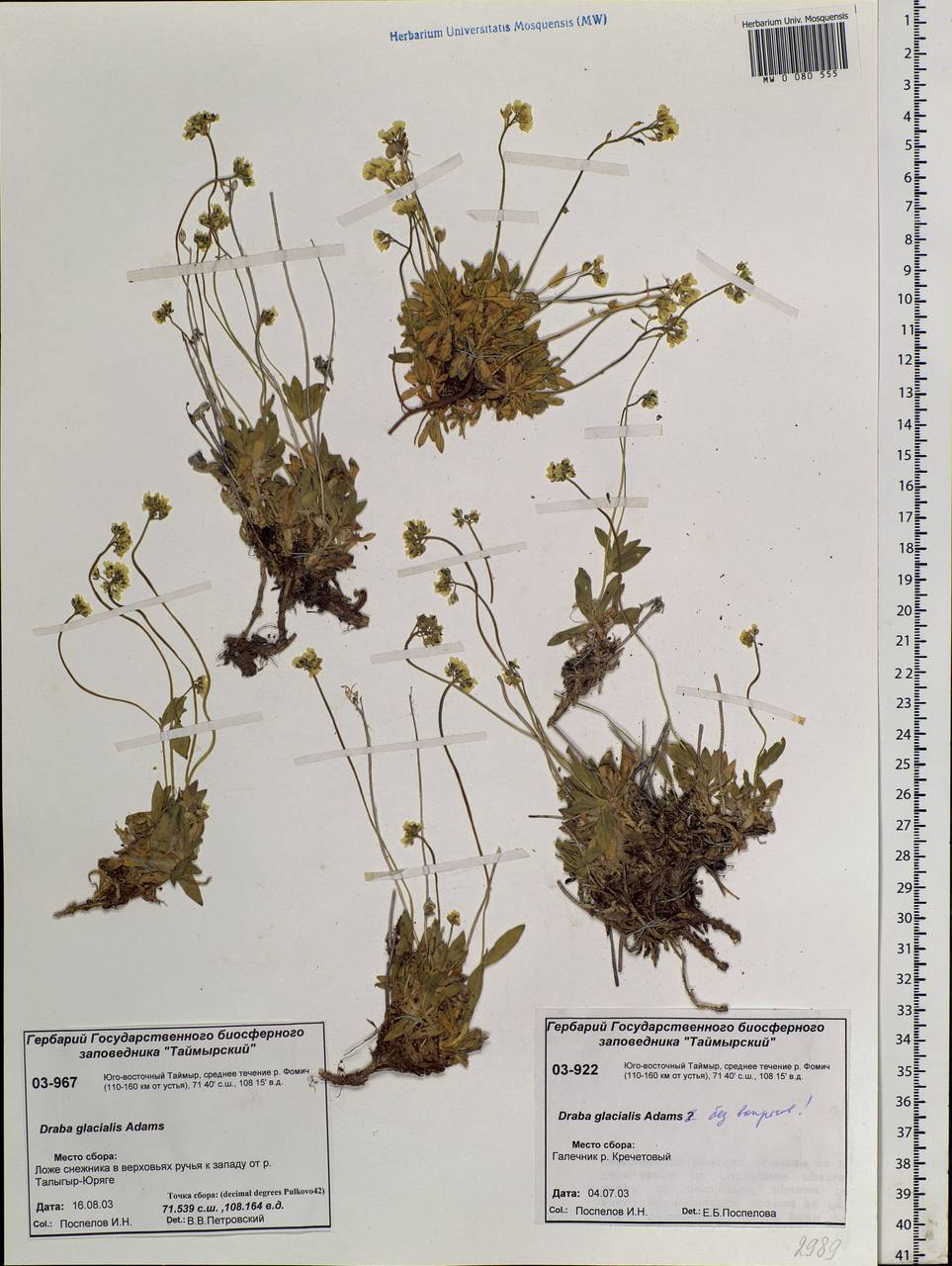 Draba glacialis Adams, Siberia, Central Siberia (S3) (Russia)