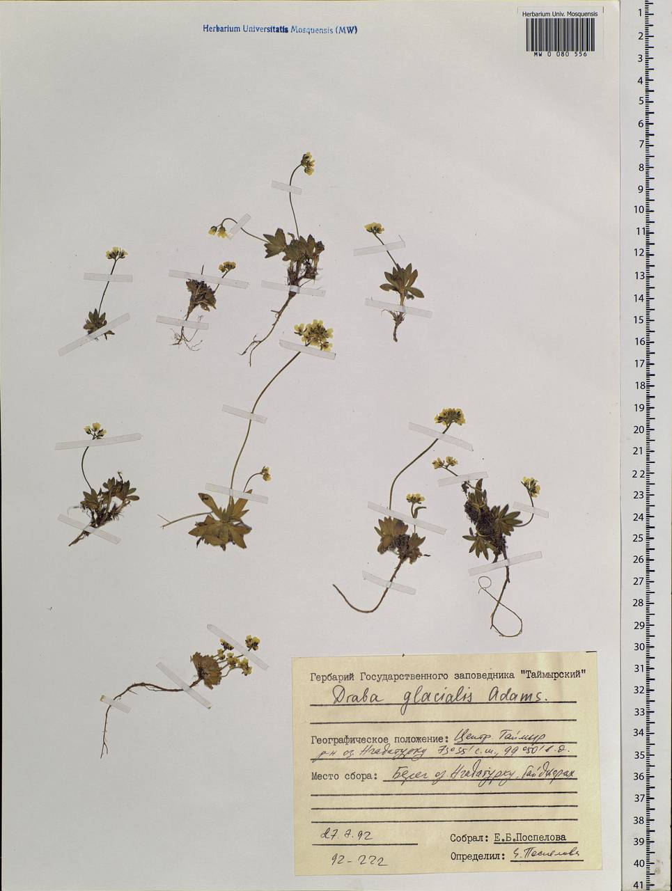 Draba glacialis Adams, Siberia, Central Siberia (S3) (Russia)