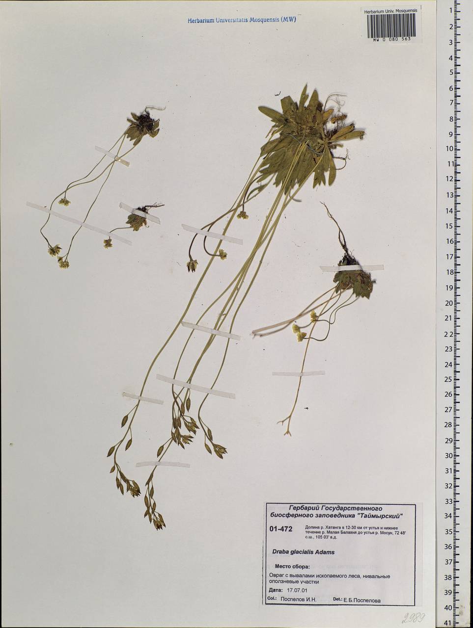 Draba glacialis Adams, Siberia, Central Siberia (S3) (Russia)