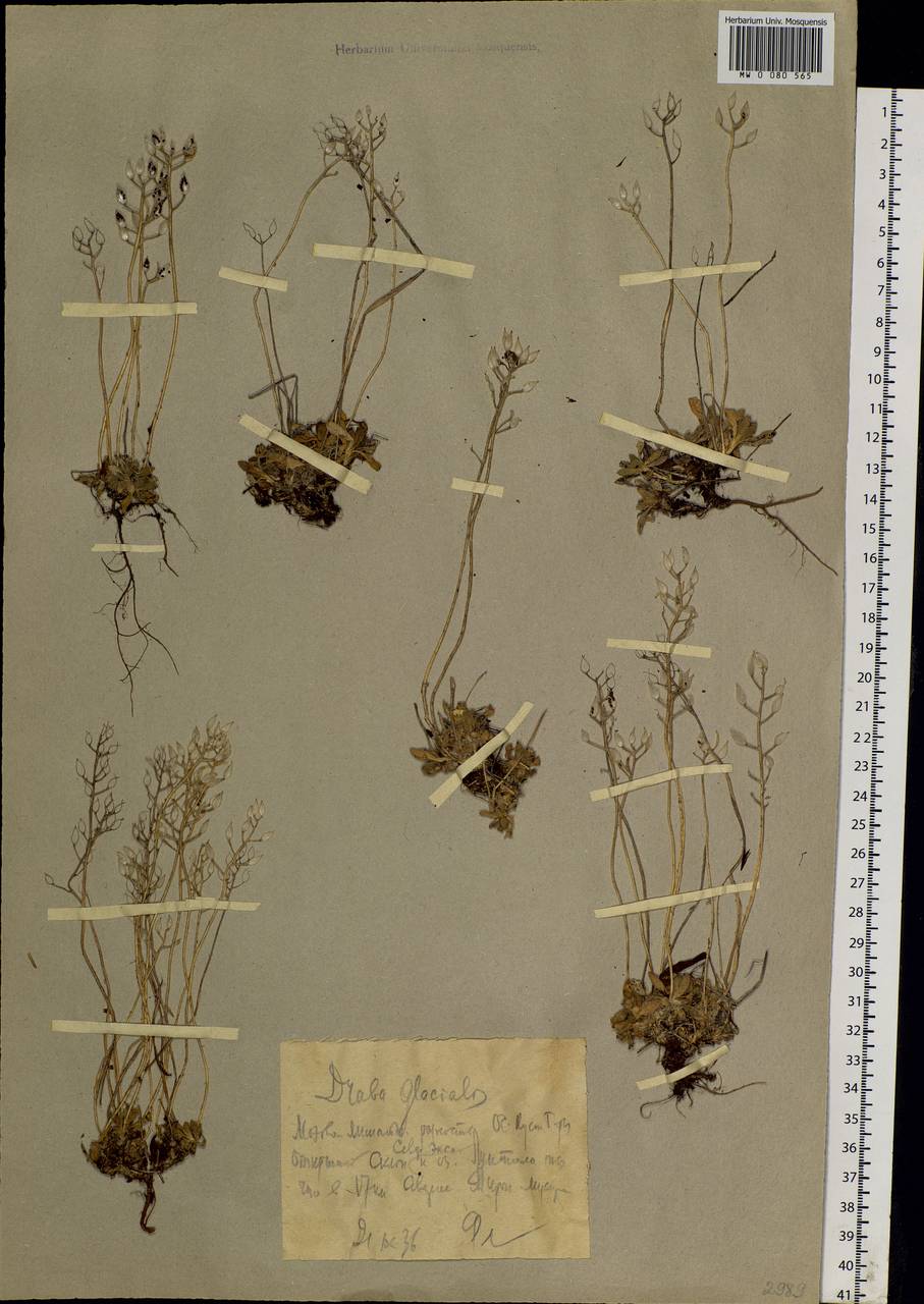 Draba glacialis Adams, Siberia, Western Siberia (S1) (Russia)