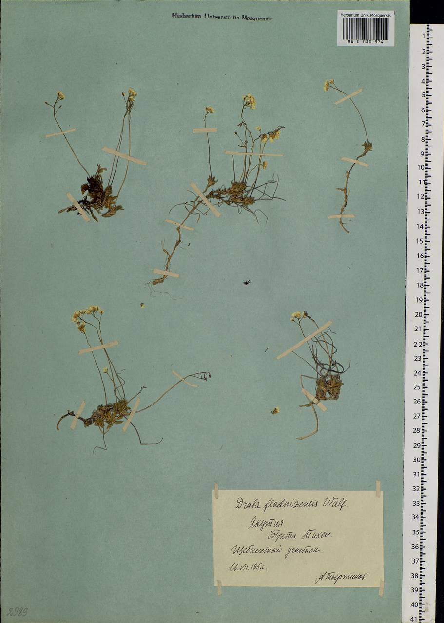 Draba fladnizensis Wulfen, Siberia, Yakutia (S5) (Russia)