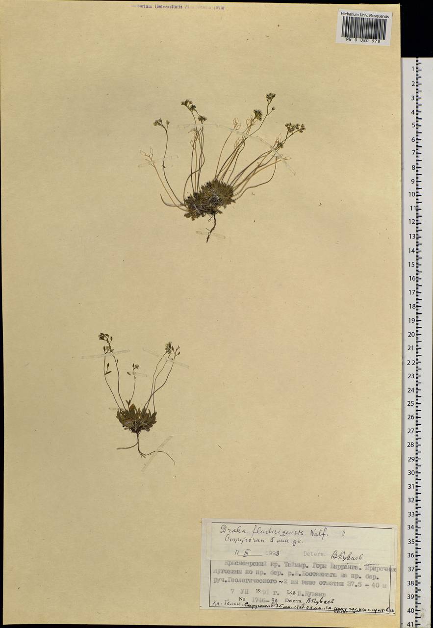 Draba fladnizensis Wulfen, Siberia, Central Siberia (S3) (Russia)