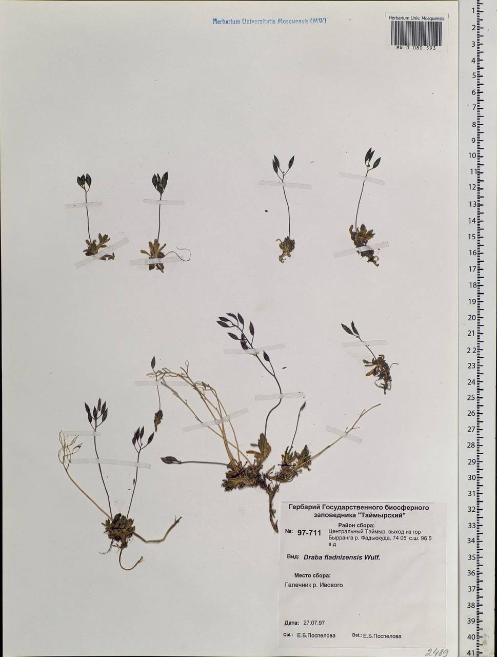 Draba fladnizensis Wulfen, Siberia, Central Siberia (S3) (Russia)