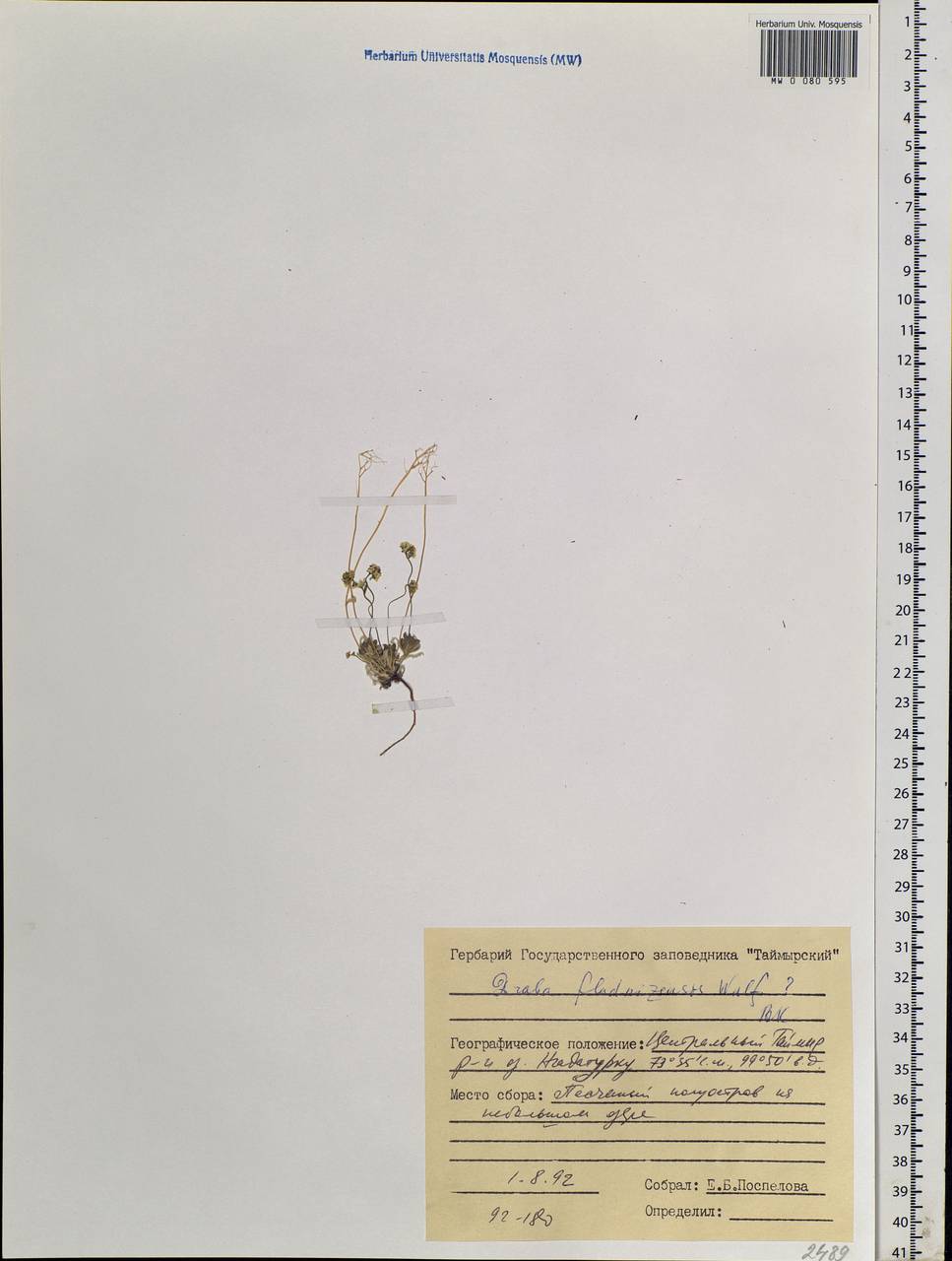 Draba fladnizensis Wulfen, Siberia, Central Siberia (S3) (Russia)
