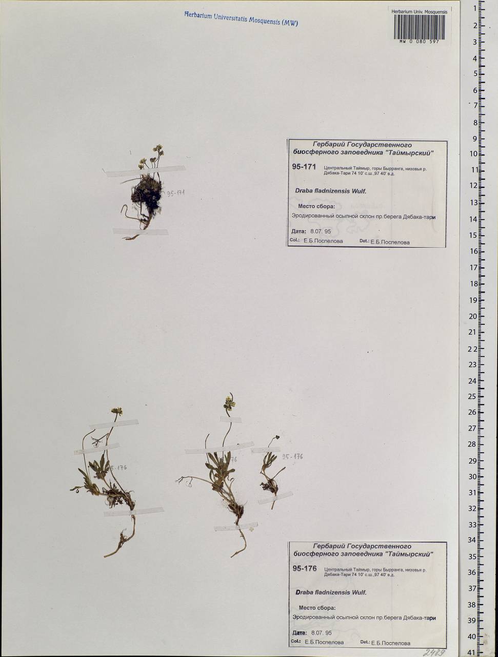 Draba fladnizensis Wulfen, Siberia, Central Siberia (S3) (Russia)