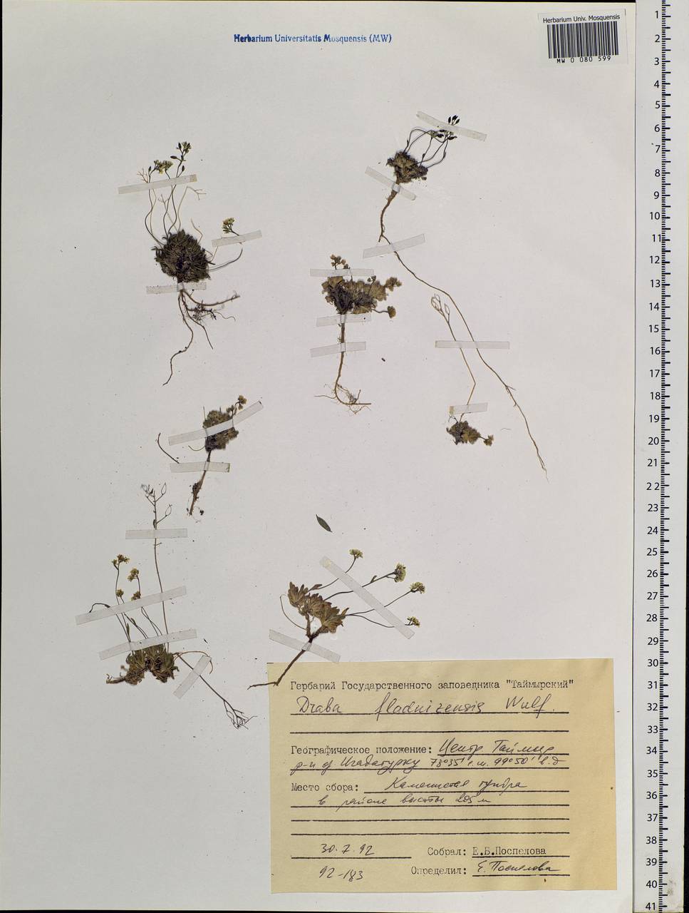 Draba fladnizensis Wulfen, Siberia, Central Siberia (S3) (Russia)