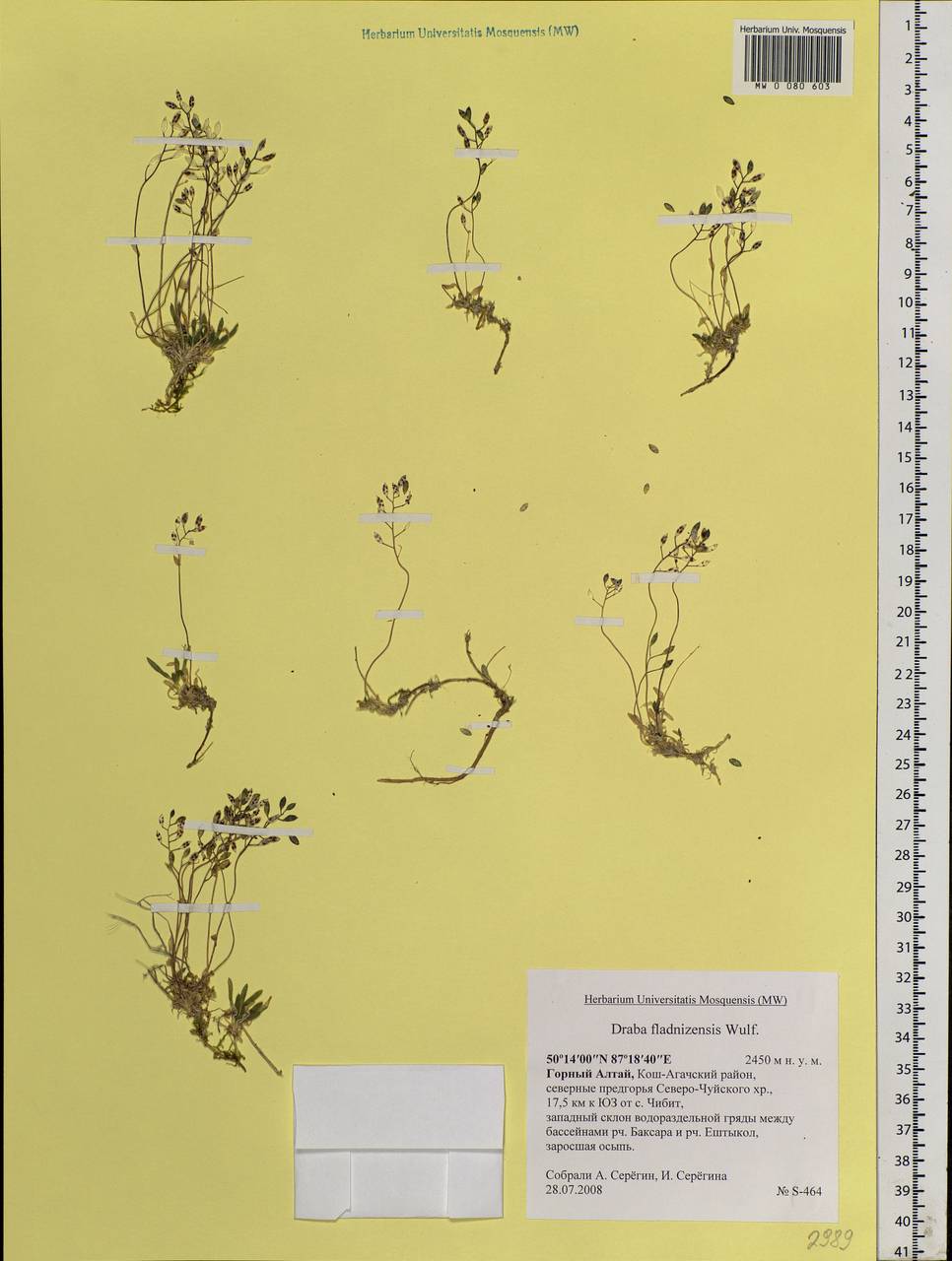 Draba fladnizensis Wulfen, Siberia, Altai & Sayany Mountains (S2) (Russia)