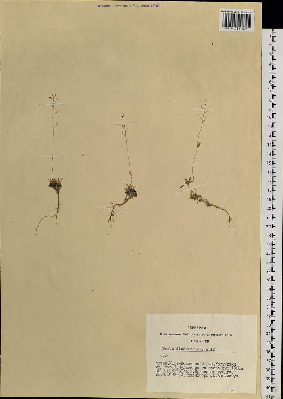 Draba fladnizensis Wulfen, Siberia, Altai & Sayany Mountains (S2) (Russia)