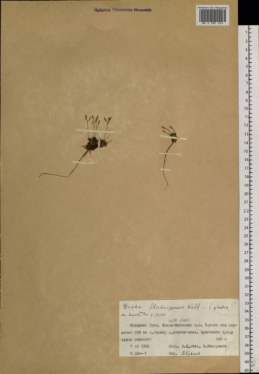 Draba fladnizensis Wulfen, Siberia, Western Siberia (S1) (Russia)