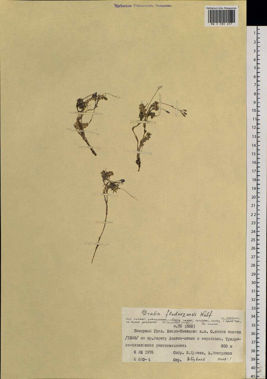 Draba fladnizensis Wulfen, Siberia, Western Siberia (S1) (Russia)