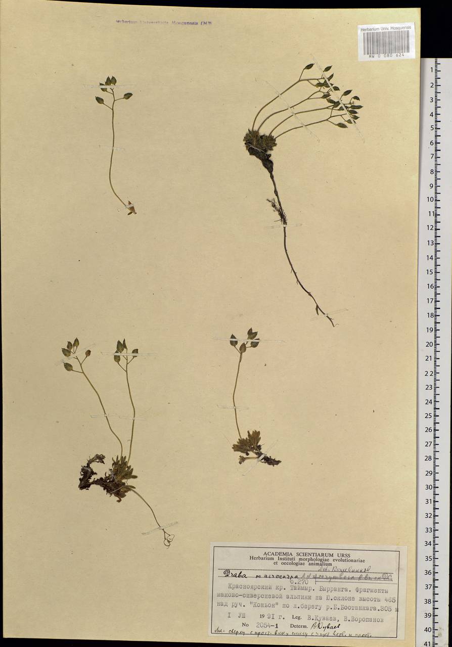 Draba corymbosa R. Br. ex DC., Siberia, Central Siberia (S3) (Russia)