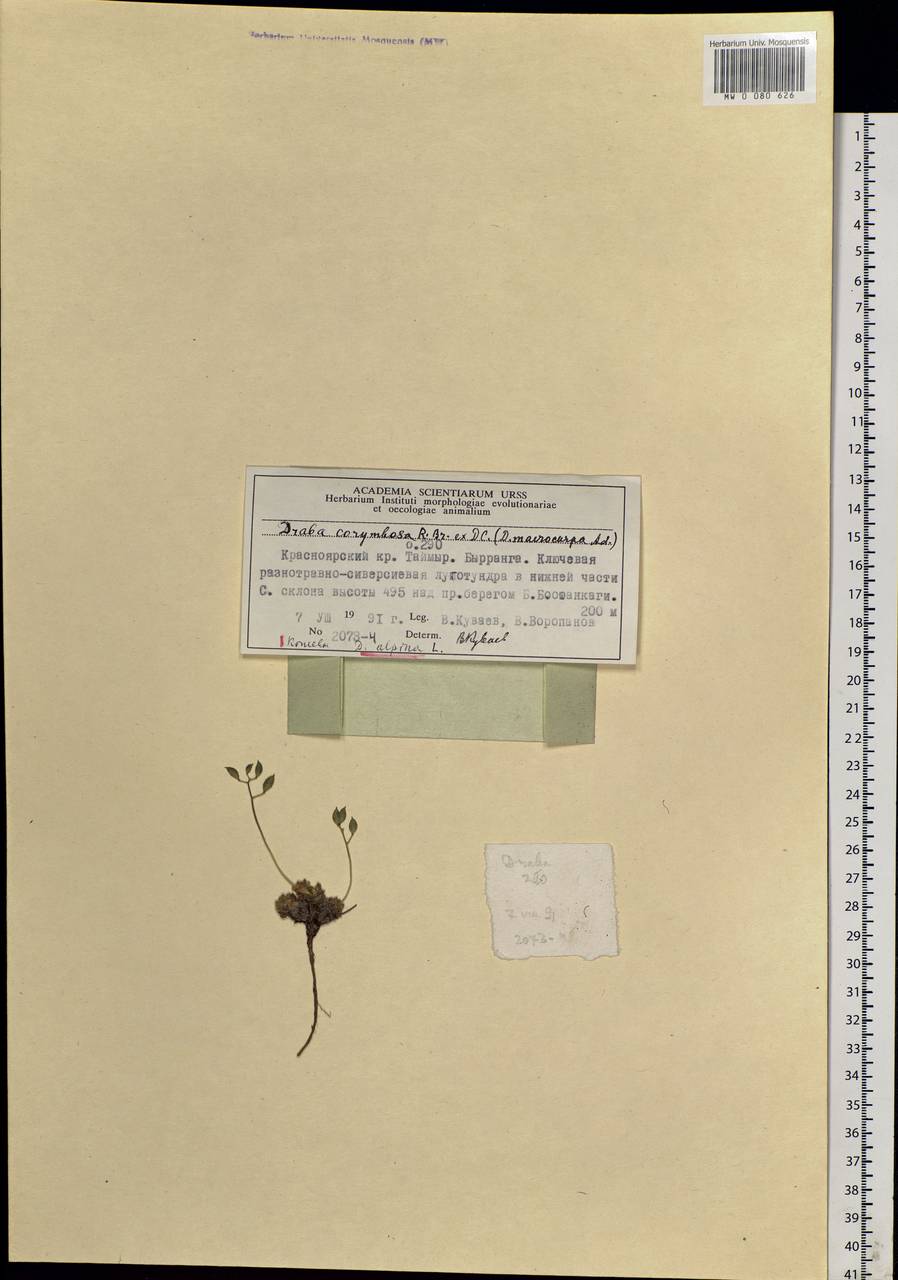 Draba corymbosa R. Br. ex DC., Siberia, Central Siberia (S3) (Russia)