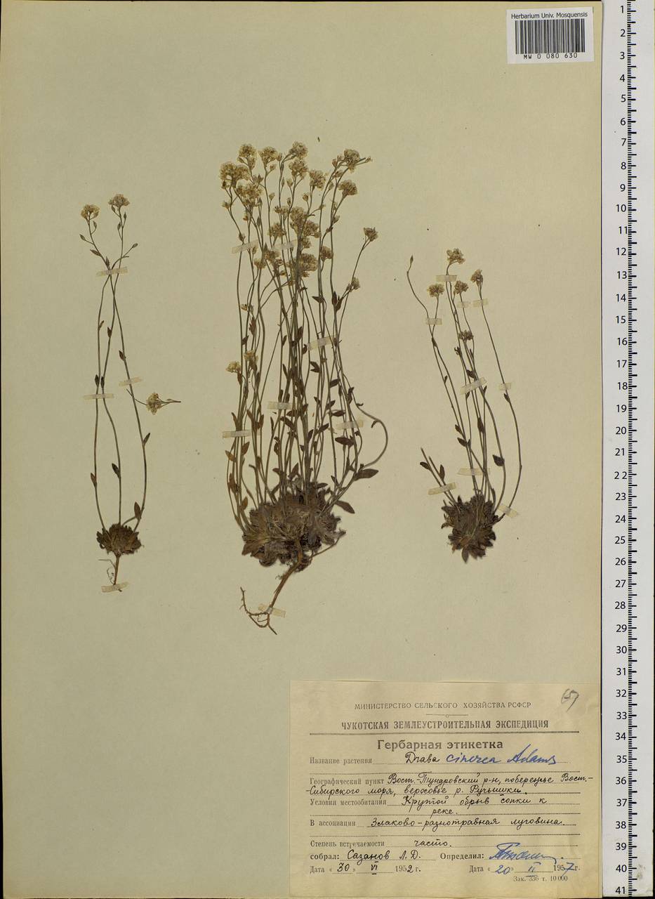 Draba cinerea Adams, Siberia, Chukotka & Kamchatka (S7) (Russia)