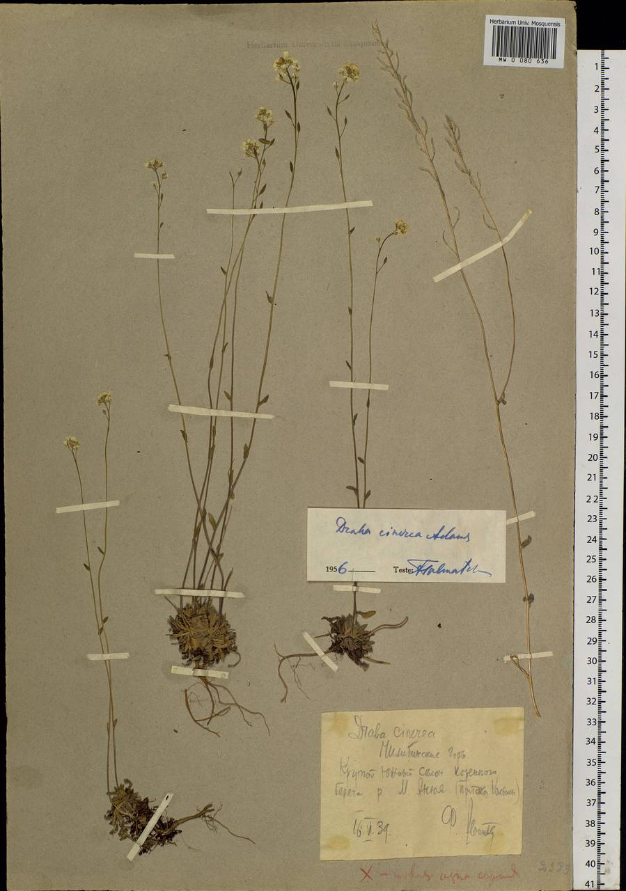 Draba cinerea Adams, Siberia, Chukotka & Kamchatka (S7) (Russia)