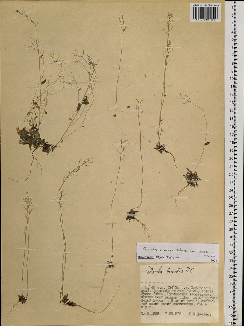 Draba cinerea Adams, Siberia, Russian Far East (S6) (Russia)