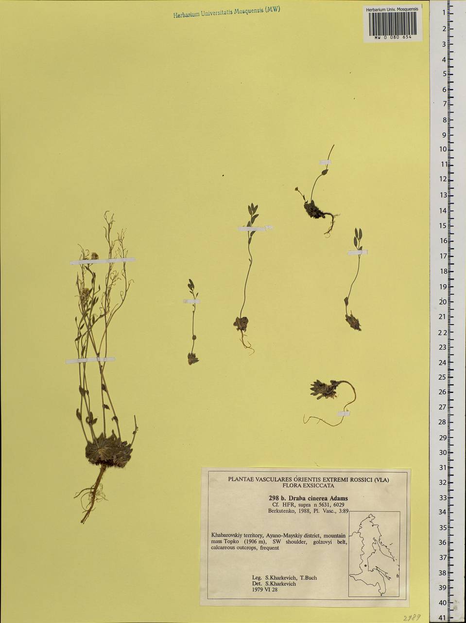 Draba cinerea Adams, Siberia, Russian Far East (S6) (Russia)