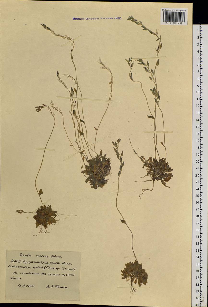 Draba cinerea Adams, Siberia, Yakutia (S5) (Russia)