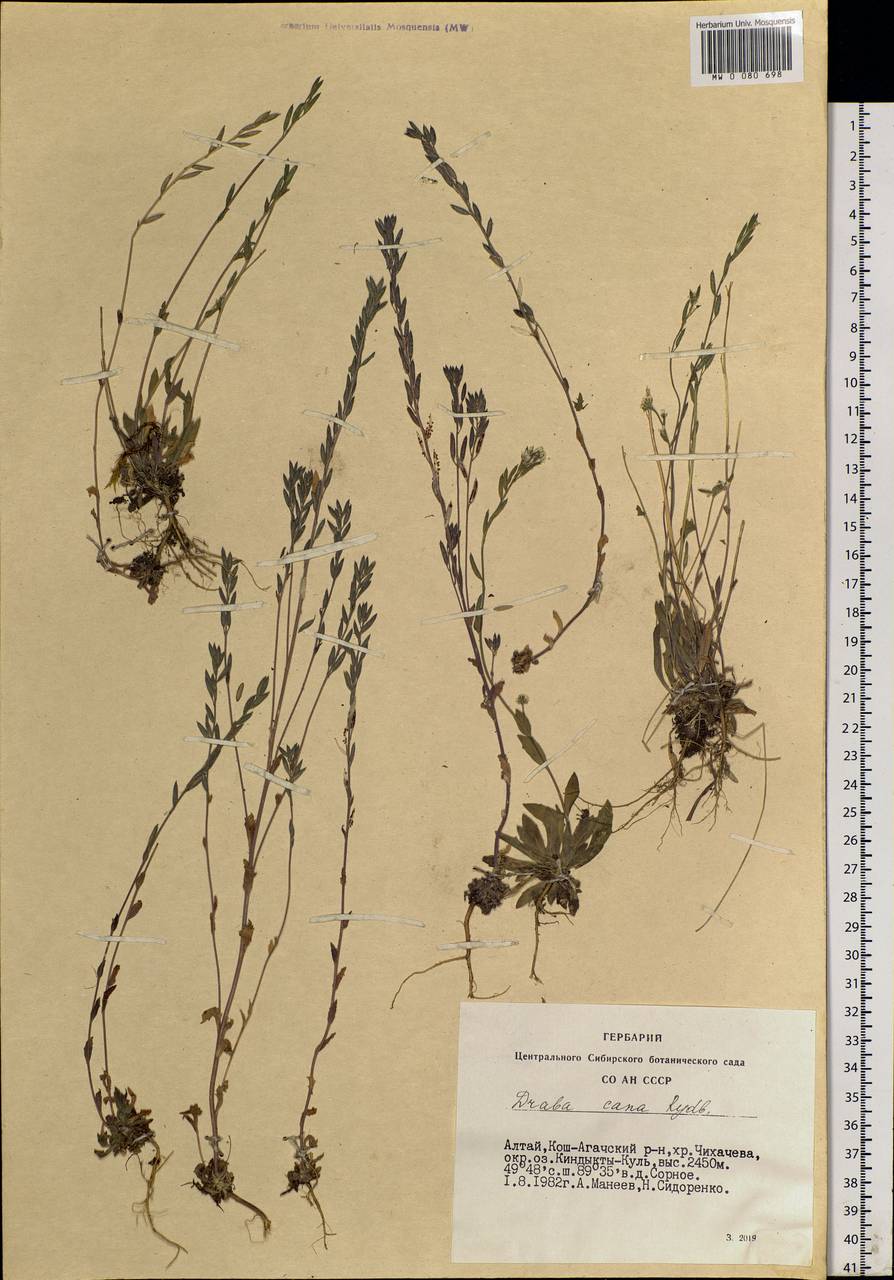 Draba cana Rydb., Siberia, Altai & Sayany Mountains (S2) (Russia)