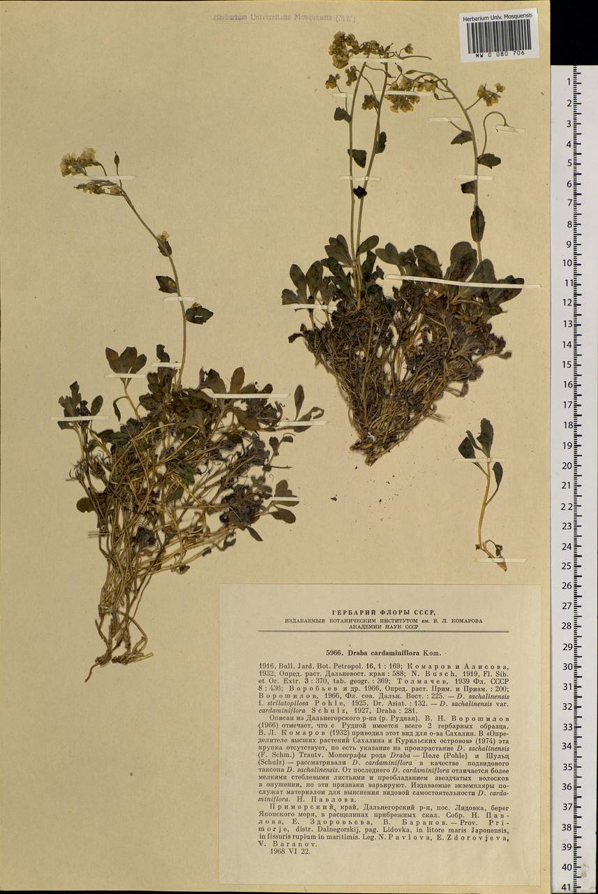 Draba cardaminiflora Kom., Siberia, Russian Far East (S6) (Russia)