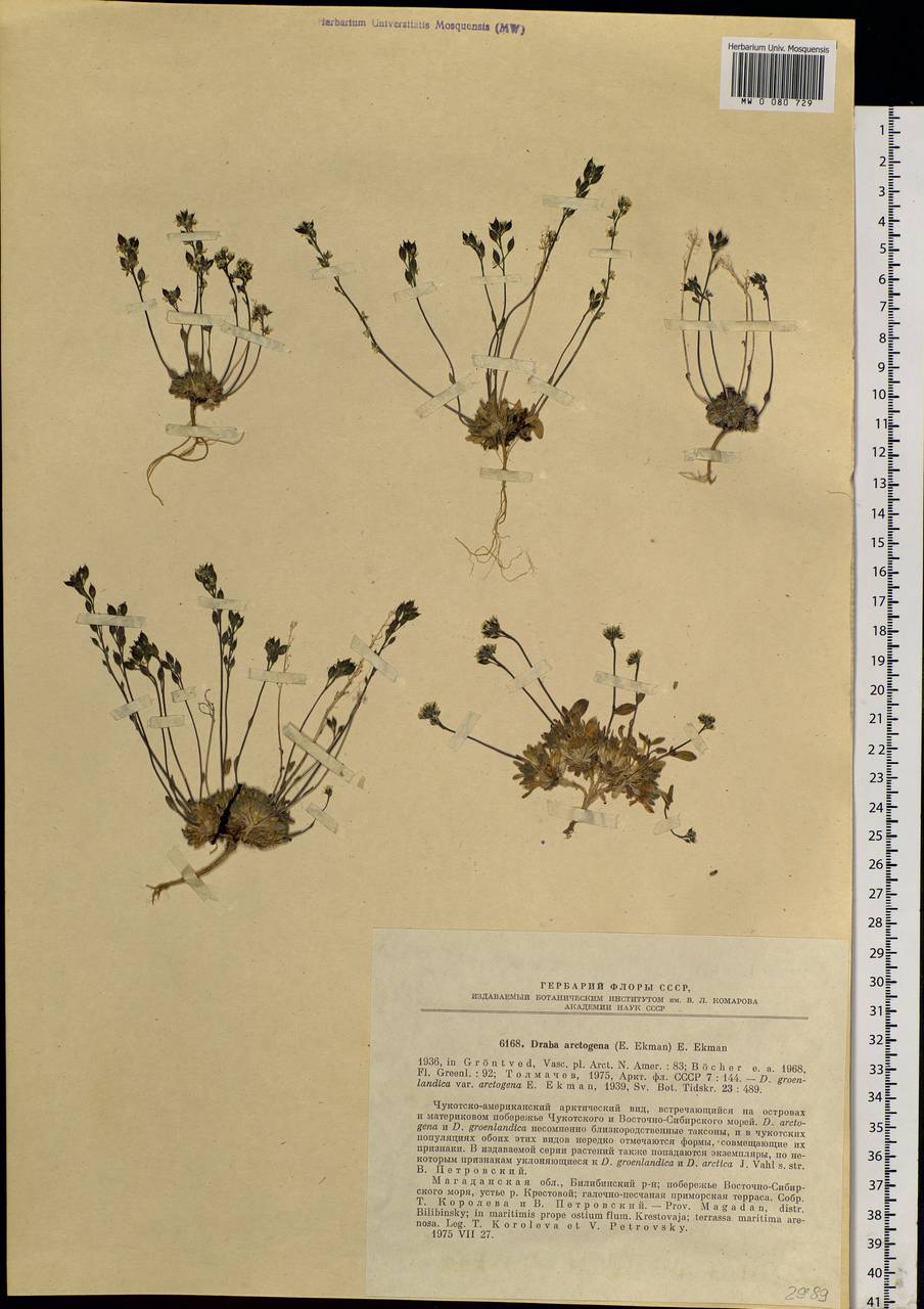 Draba arctogena (Ekman) Ekman, Siberia, Chukotka & Kamchatka (S7) (Russia)