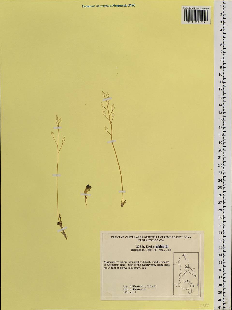 Draba alpina L., Siberia, Chukotka & Kamchatka (S7) (Russia)