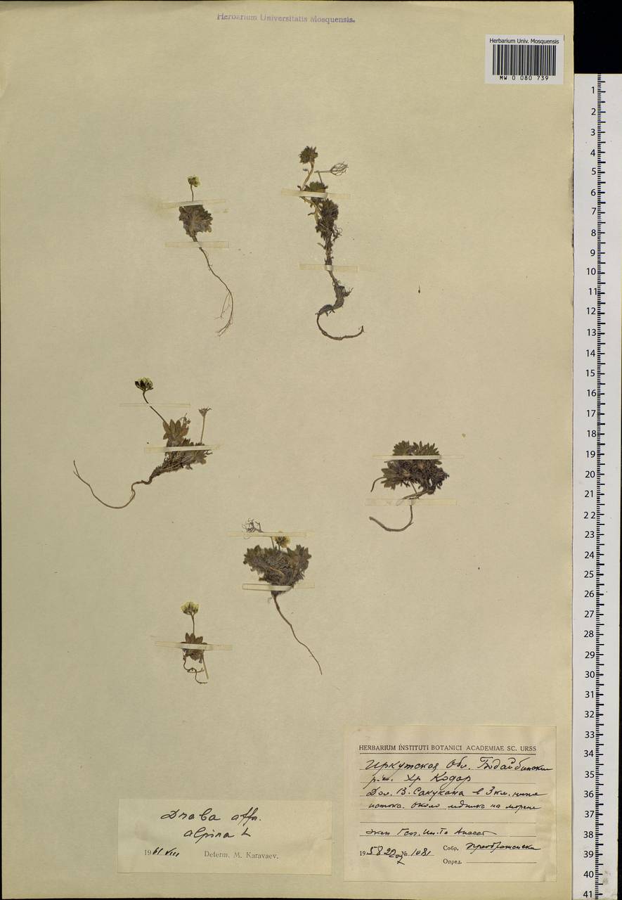 Draba alpina L., Siberia, Baikal & Transbaikal region (S4) (Russia)