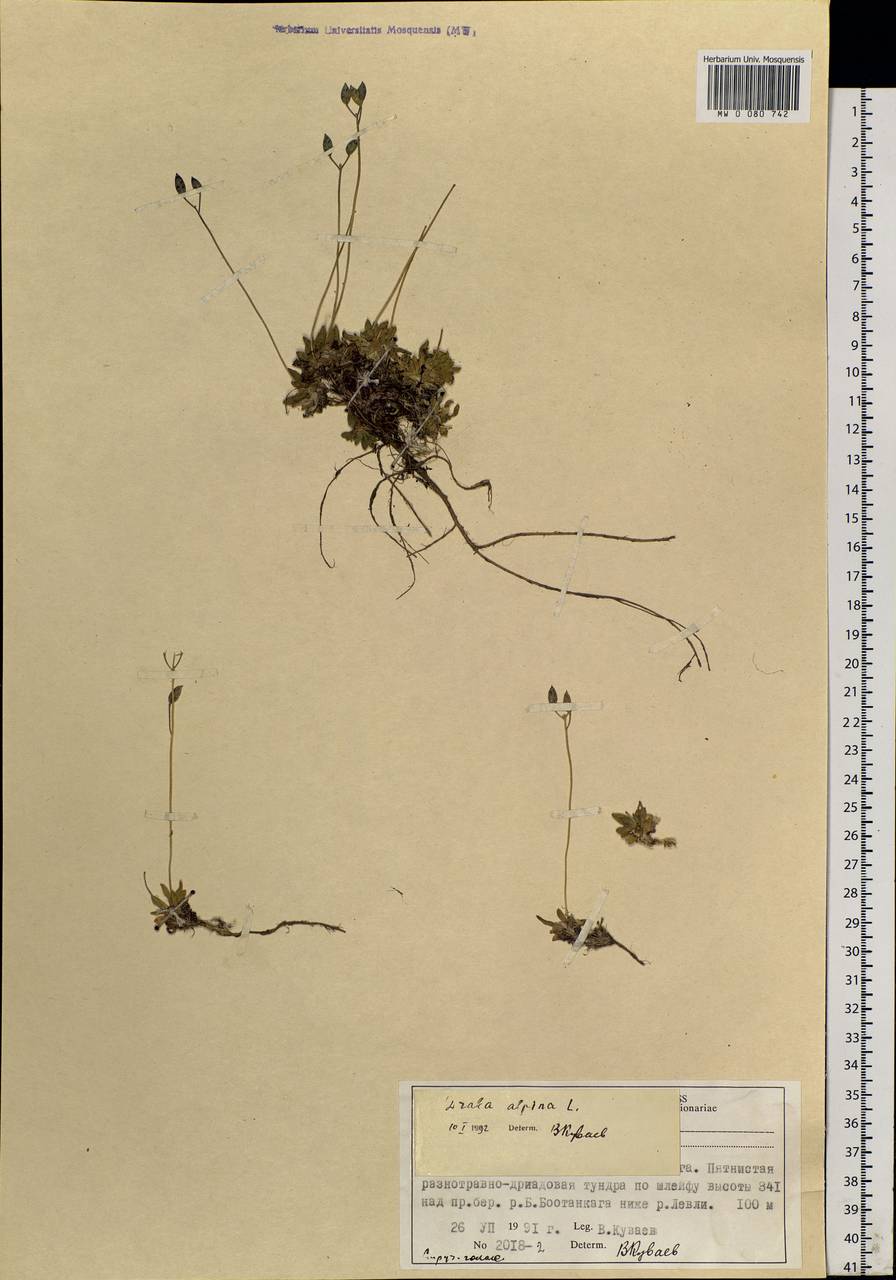 Draba alpina L., Siberia, Central Siberia (S3) (Russia)