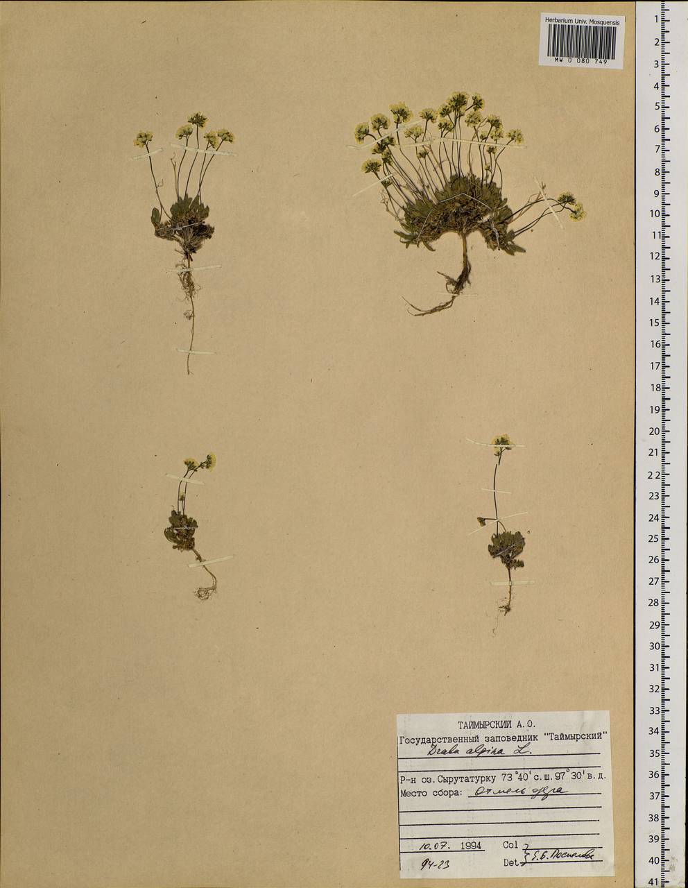 Draba alpina L., Siberia, Central Siberia (S3) (Russia)