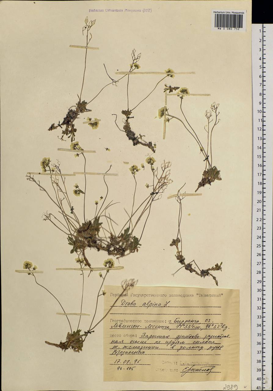 Draba alpina L., Siberia, Central Siberia (S3) (Russia)