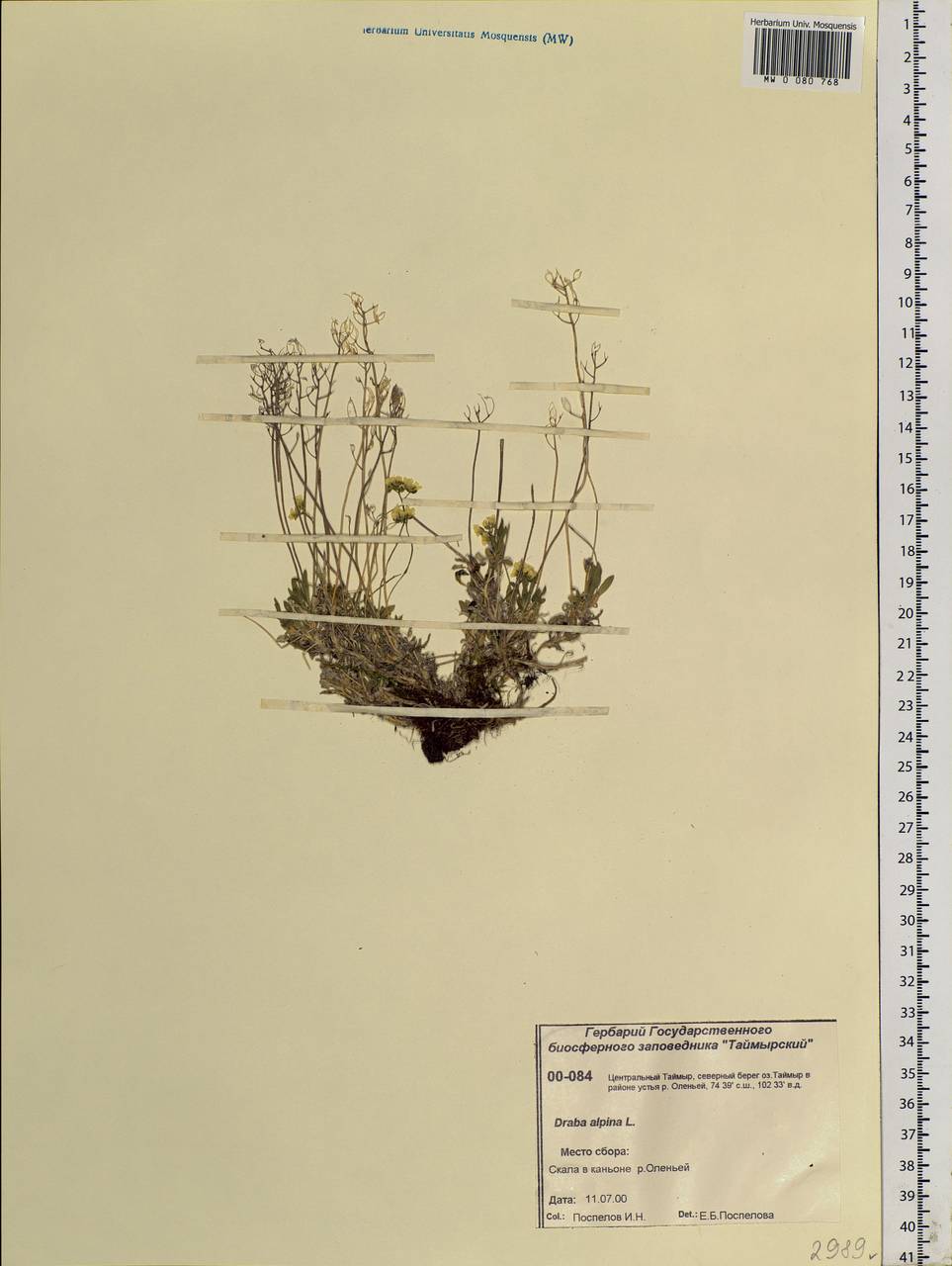 Draba alpina L., Siberia, Central Siberia (S3) (Russia)